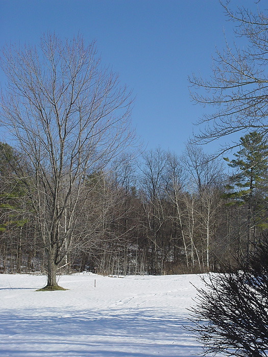 backyard.jpg