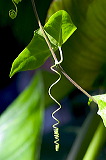frond