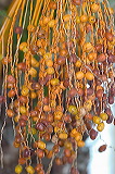 palmfruit