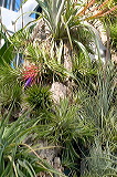 prickly