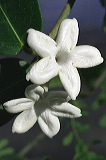 whitestar
