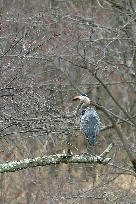 blueheron1.jpg