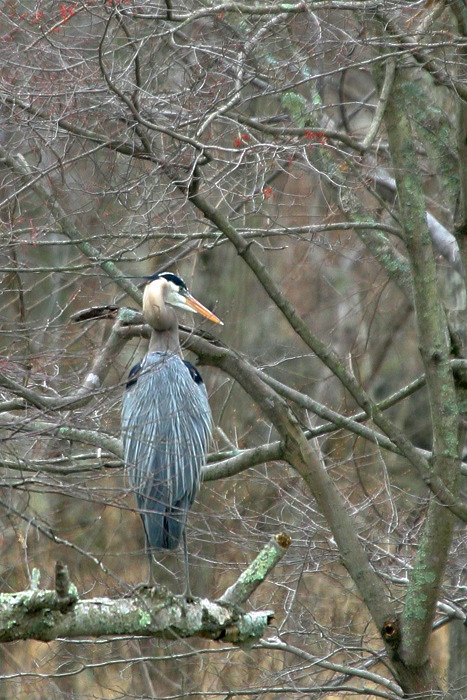 blueheron2.jpg