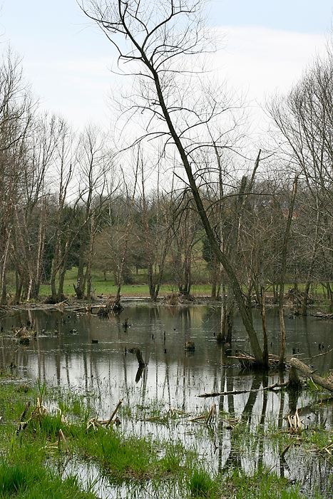 wetlands.jpg