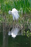 egret(100_crop)
