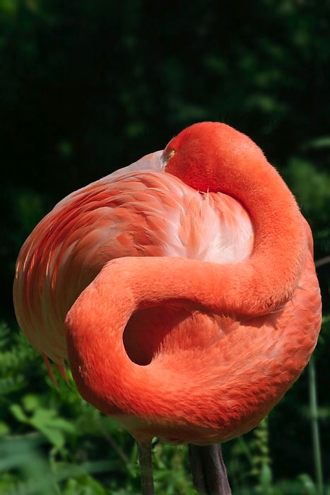 flamingoyinyang.jpg