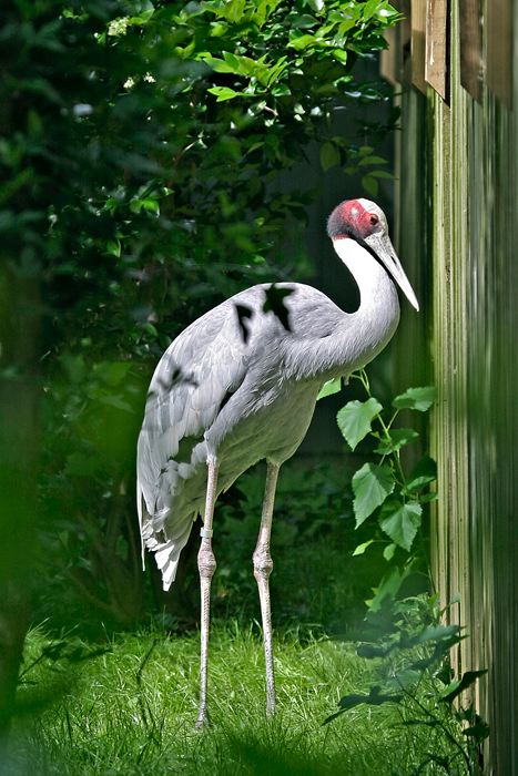 saruscrane.jpg