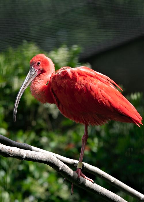 scarletibis.jpg