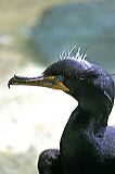 doublecrestedcormorant