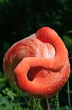 flamingoyinyang