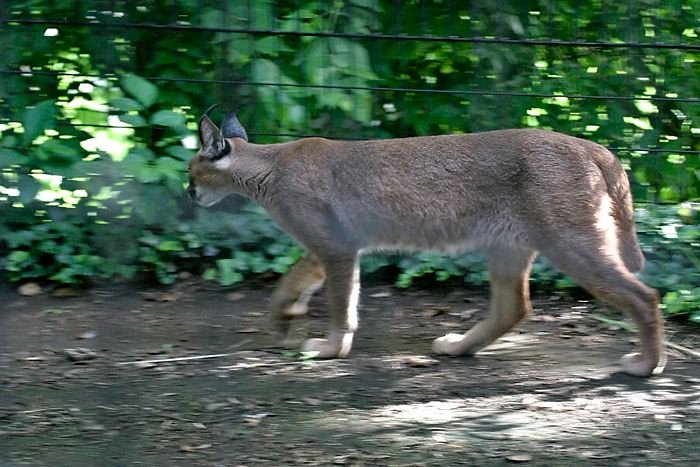 pacingcaracal.jpg