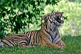 bigyawn