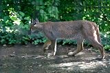 pacingcaracal