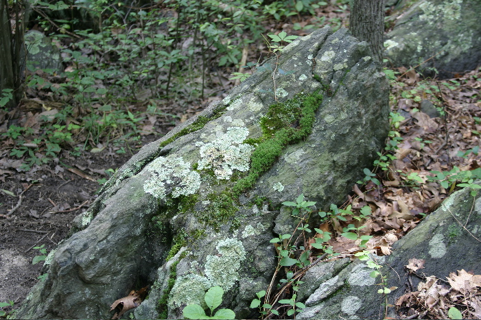 Lichen and Moss