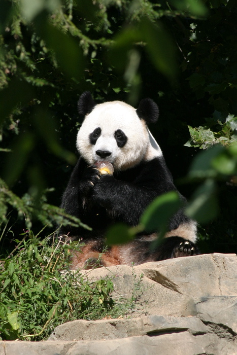 Tian Tian