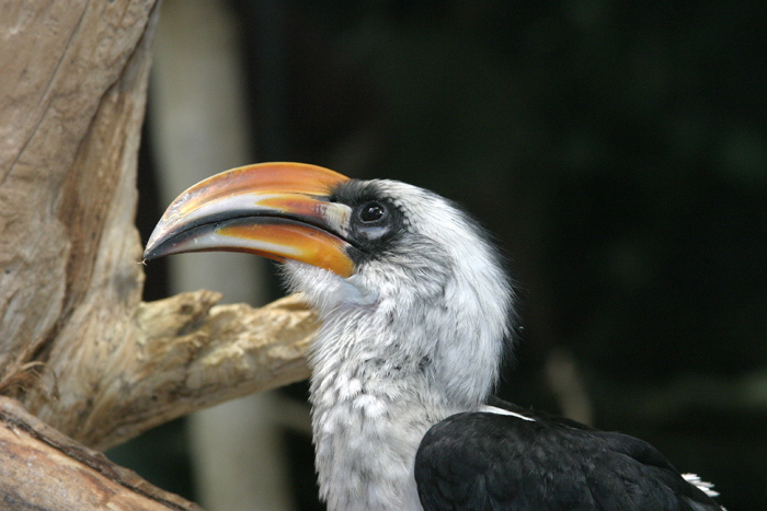 Von Der Decken's Hornbill