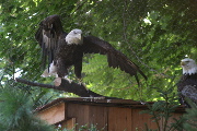 Captive Glory - (these Bald Eagles are in rehab, and will be released when they are healthy)