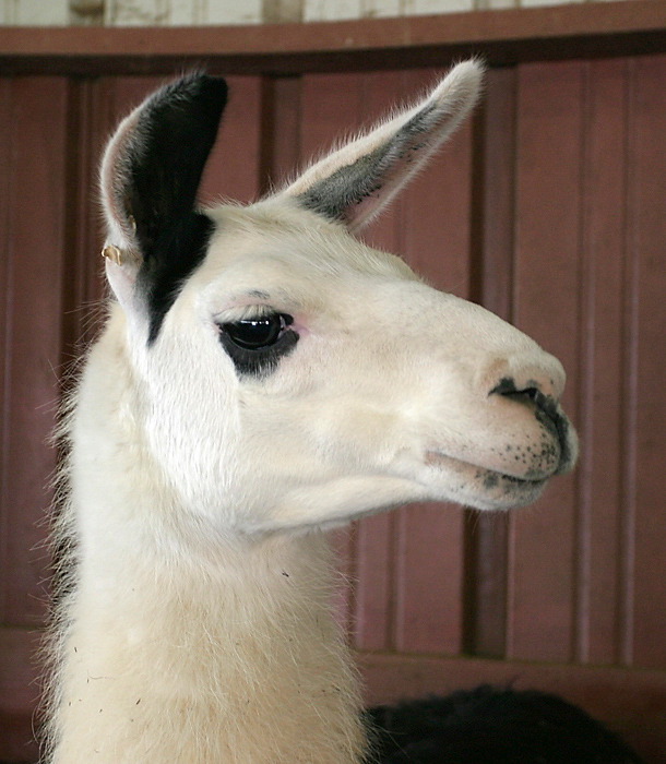 llama.jpg