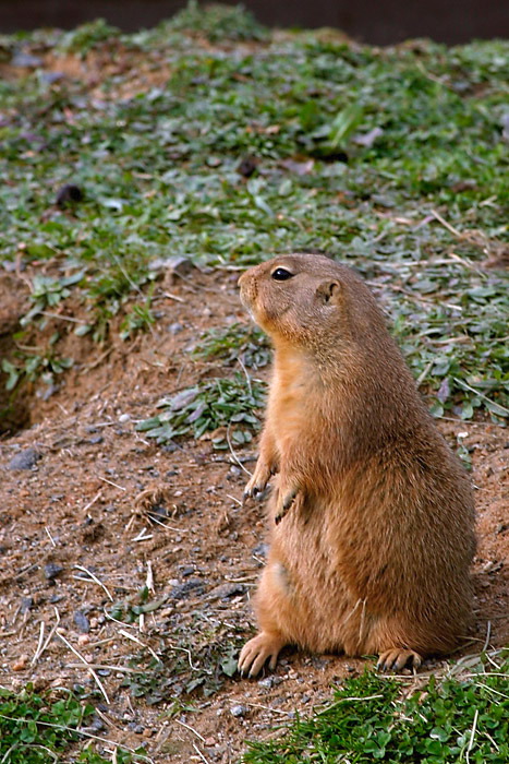 prairiedog.jpg