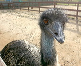 emu2
